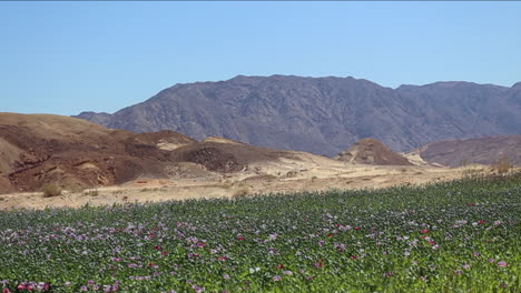 wide shot of opium poppy fields in a middle eastern environment