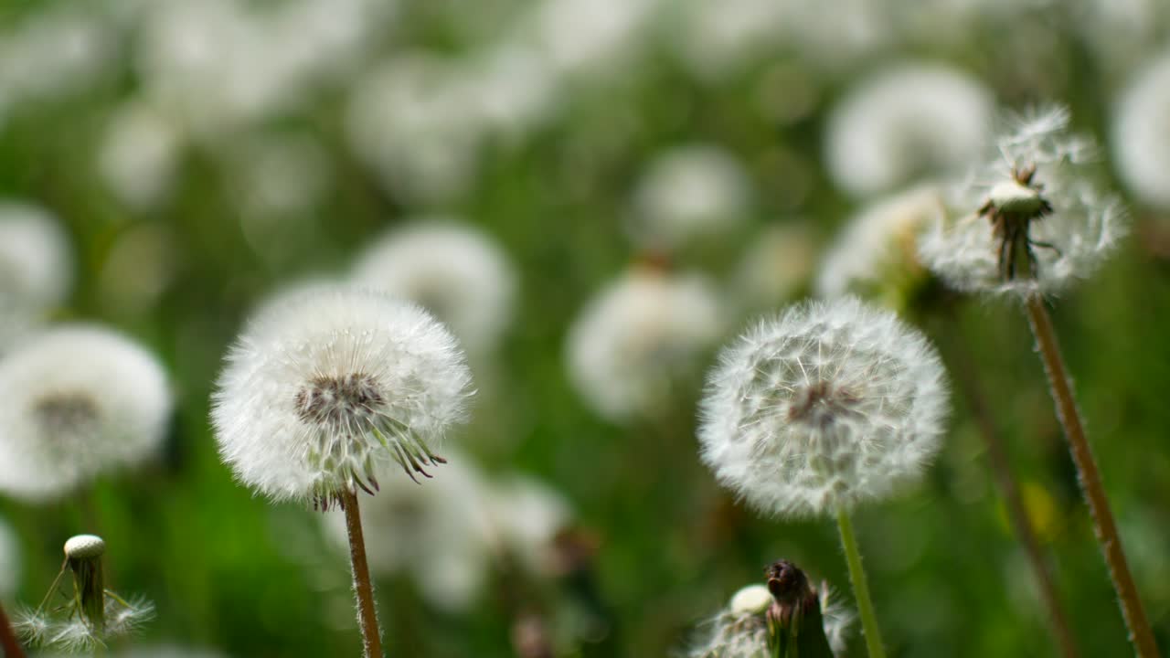 el prado está lleno de diente de león.