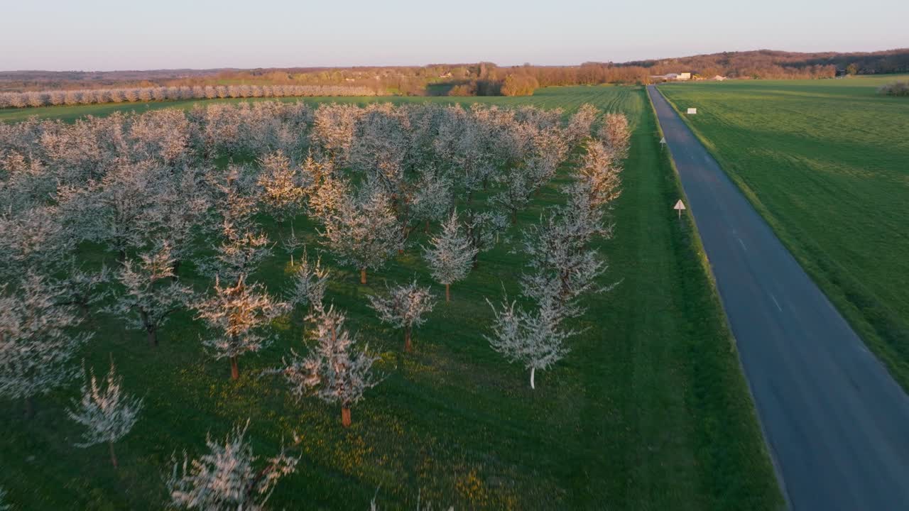During the golden hour, drone captures an aerial view tilting downwards towards blossoming plum orchards in France's Dordogne