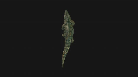 crocodille walking, upper view seamless loop