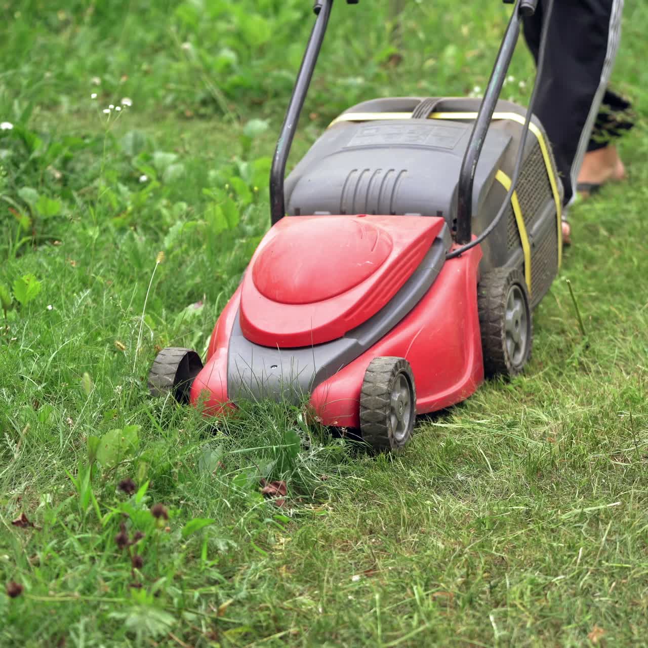 Process of cutting grass in the garden. Homeowner mowing green grass in the backyard by special mowing machine.