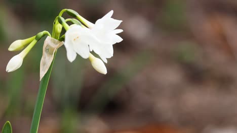 close-up of white flower in natural setting