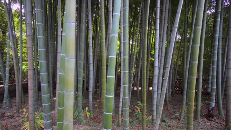 una de las mejores épocas para visitar los bosques de bambú en japón es en verano y al atardecer, cuando baja la temperatura y se ve el reflejo del sol a través de los bambúes