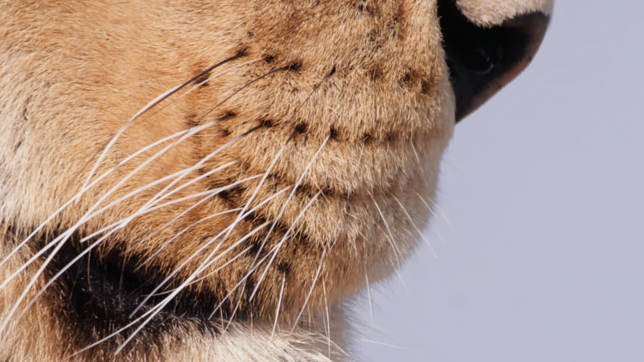 Close up of a lion's whiskers during the morning in Kenya