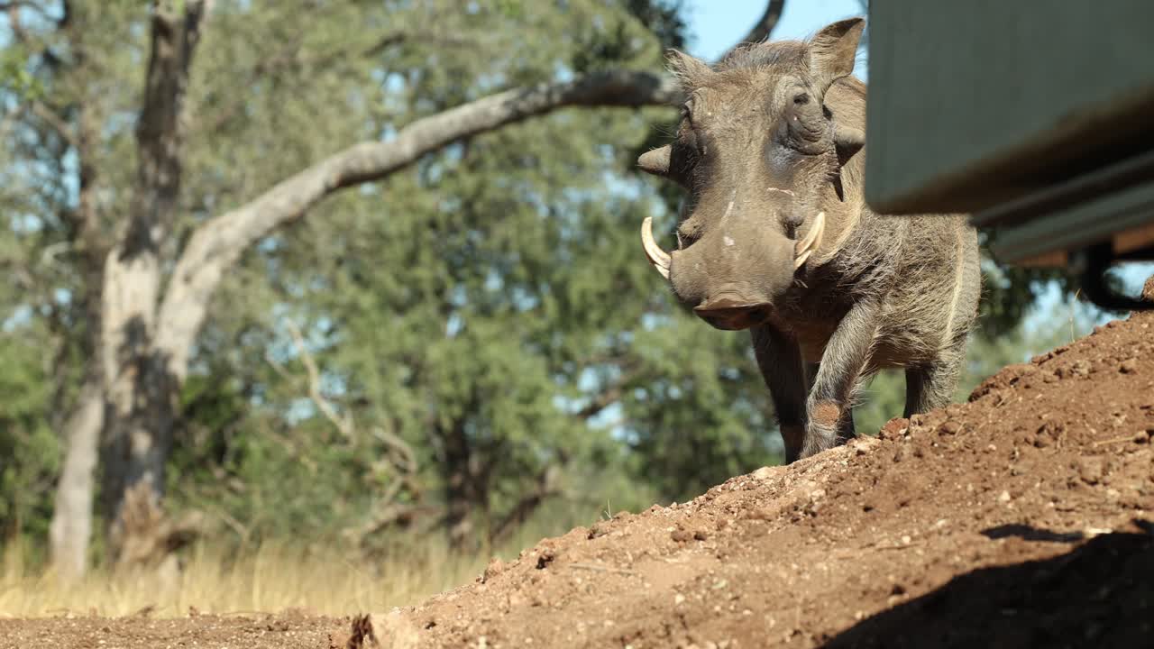 A male warthog standing and looking into an underground hide. Filmed from a low angle from the hide, Greater Kruger