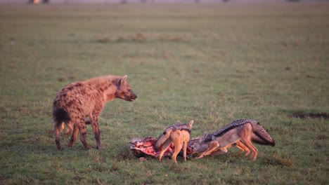 Hienas-Y-Chacales-Peleando-Por-Trozos-De-Hueso-En-Un-Safari-En-La-Reserva-De-Masai-Mara-En-Kenia,-África