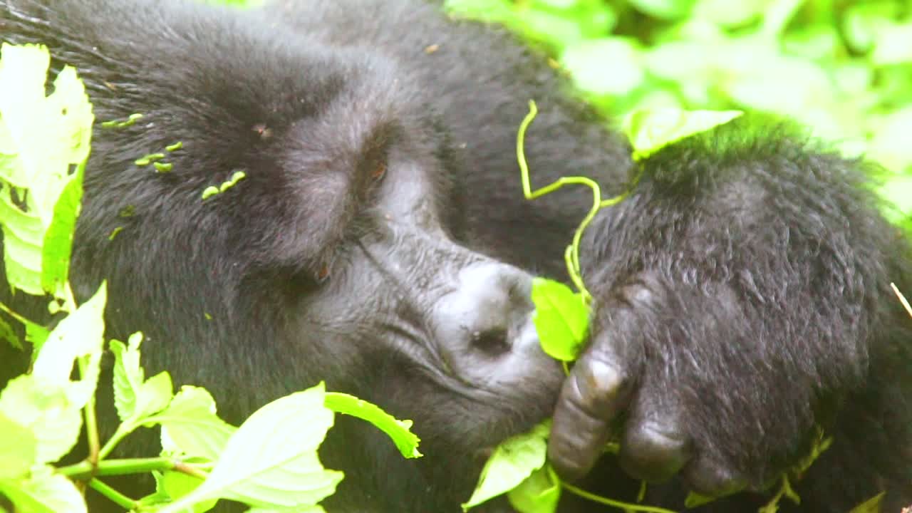 Gorilla di montagna che mangia vegetazione al rallentatore nella foresta pluviale dei Virunga in Uganda.