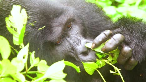 gorila de montaña comiendo vegetación en cámara lenta en la selva tropical de virunga de uganda 4