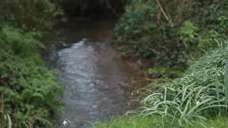 Serene Stream in Lush Green Forest