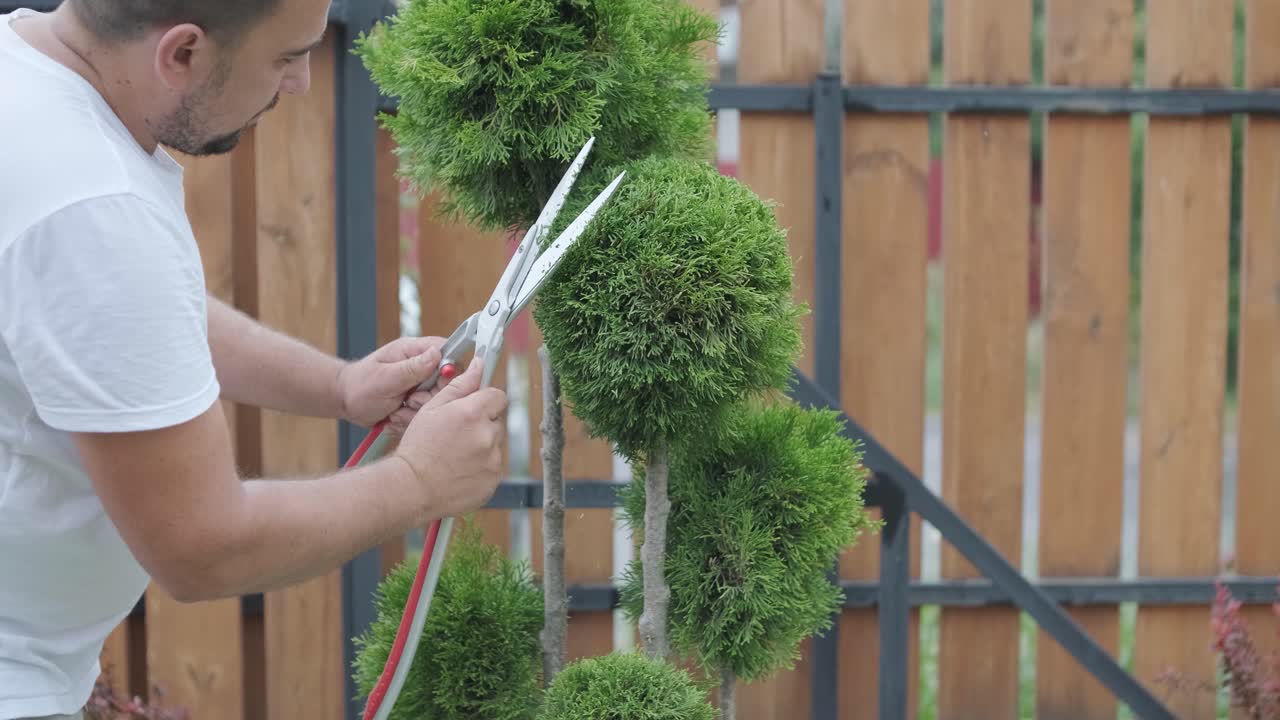 un jardinero corta cuidadosamente un arbusto con una cortadora de setos eléctrica en un jardín residencial. centrarse en el mantenimiento del jardín, el cuidado de las plantas y el paisajismo al aire libre