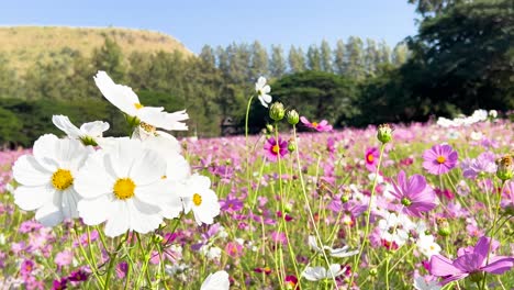 vibrant cosmos flowers in a scenic garden