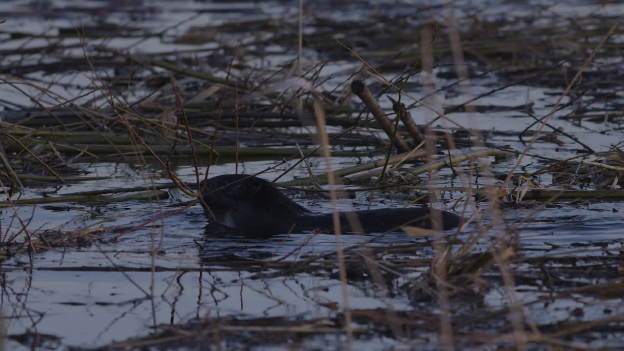 Beaver swimming in calm lake water at dawn and dusk