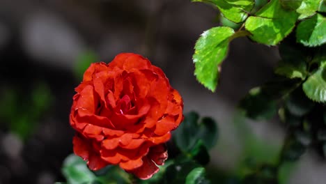 time lapse of one rose