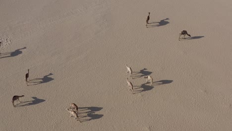 aerial drone shot of a camel herd walking slowly in the hot dry arabian desert