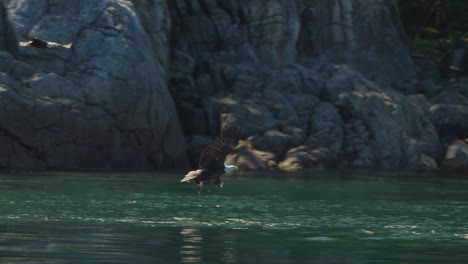 eagle catching fish in the ocean in canada