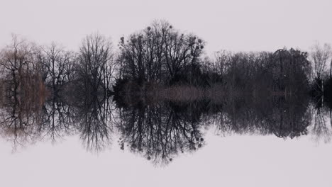 winter trees reflected in water