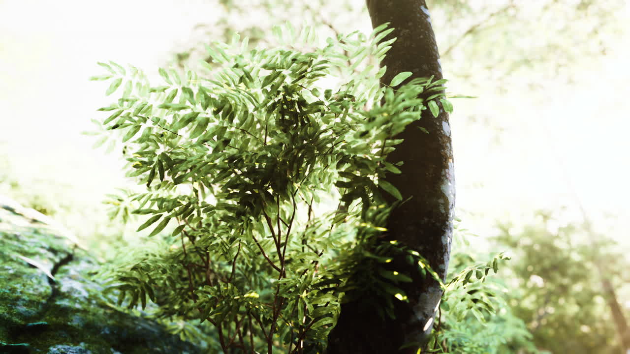 mañana de primavera brumosa en los bosques frondosos resaltados por los rayos del sol