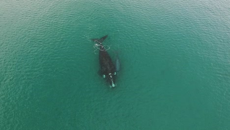 Whales-mother-and-baby-swimming-together-in-shalow-clear-waters-of-patagonia-drone-shot-zooming-out-slowmotion