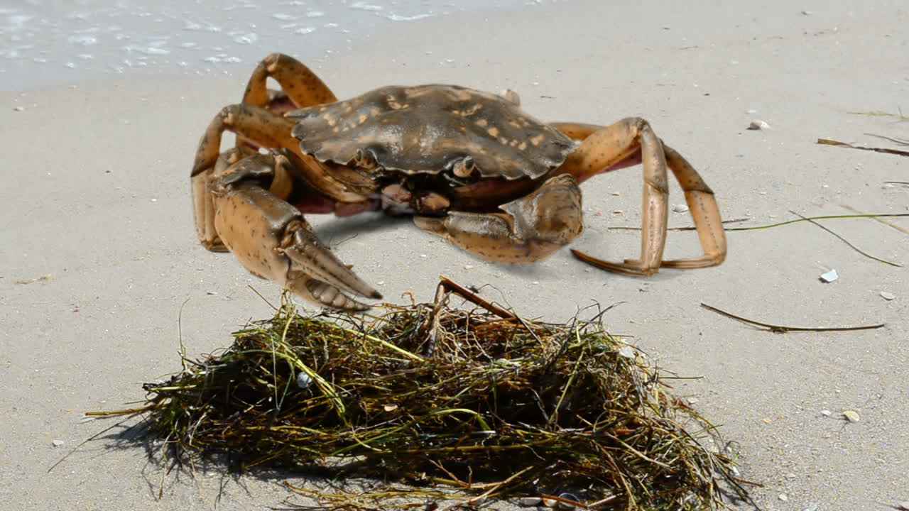 Krabbe på stranden. Fotografering på stranden.