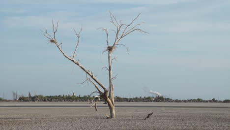 Toter-Baum-Mit-Vogelnest-Und-Geothermischer-Anlage-Im-Hintergrund