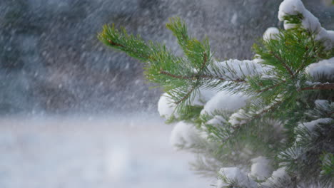 snow falling fir tree branch closeup. spruce standing snow-covered at winter day