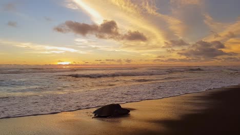 olive ridley sea turtle nesting and laying eggs on ostional beach at sunset in costa rica