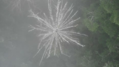 bosque que envuelve nubes de niebla en una fría mañana de invierno