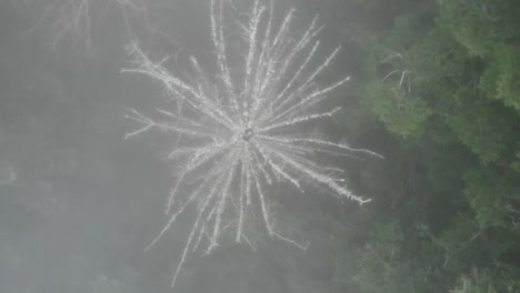 forest engulfing foggy clouds on a cold winter morning