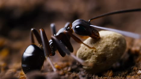 close-up of an ant carrying an object on the ground