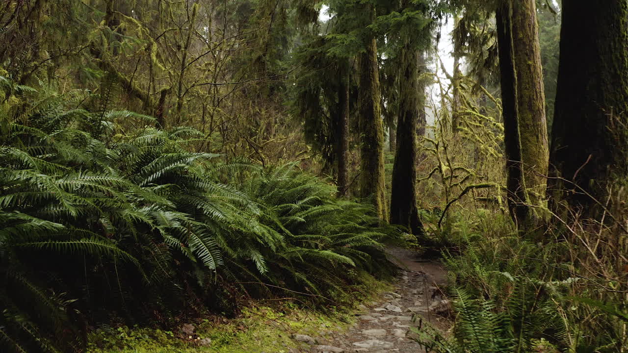 parque nacional olímpico, estado de washington, ee.uu. - árboles y troncos de enfermera dentro del bosque de crecimiento antiguo del bosque tropical de hoh - tiro de pov