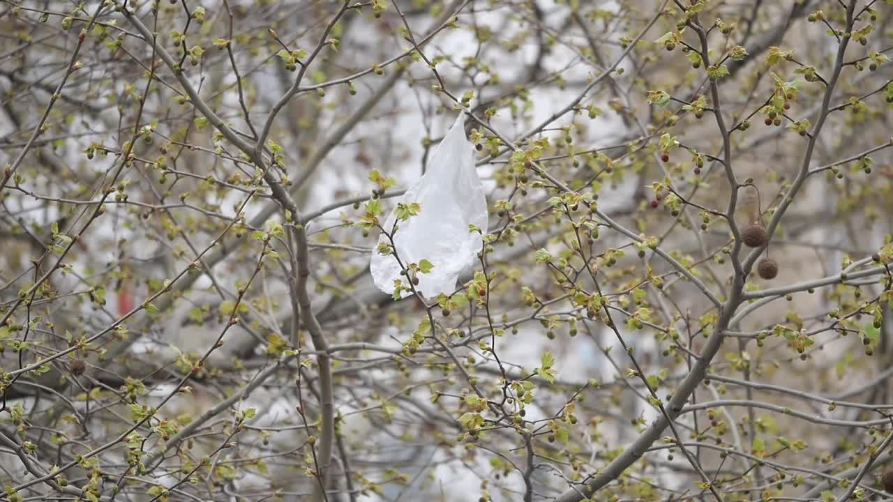 Plastic bag caught in tree branches with new spring leaves