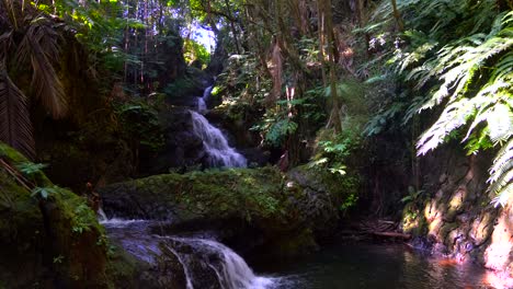 onomea falls cascading through ancient lava rocks on the lush green rainforest of hawaii's botanical gardens in hilo, big island