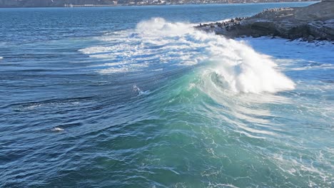 drone shot of wave breaking while sea lions play and surf during king tide in la jolla, california