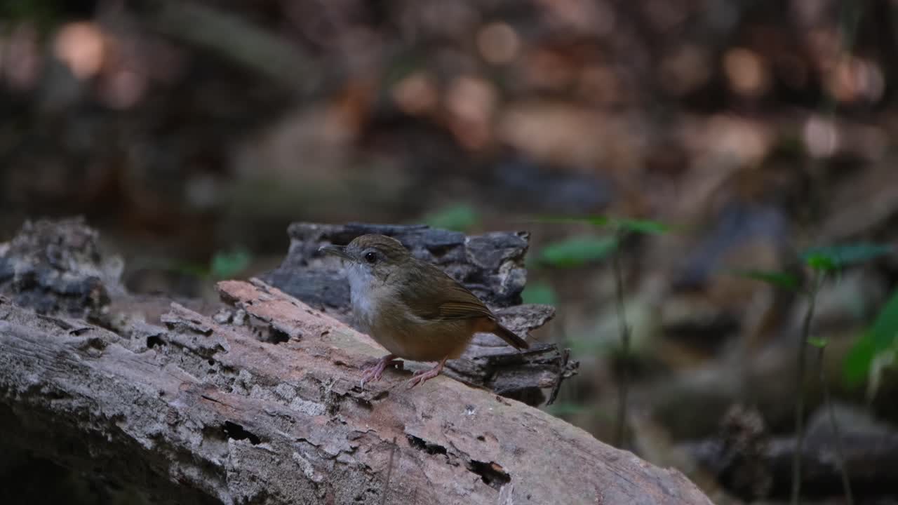 Rivolto verso sinistra e poi gira la testa per guardare verso la fotocamera, Garrulo di Abbott (Malacocincla abbotti), Thailandia.