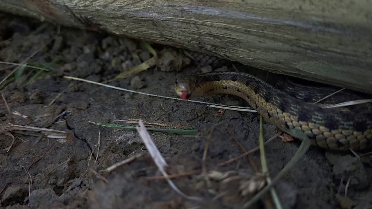 serpiente marrón del norte sacando la lengua mientras se esconde debajo de la madera