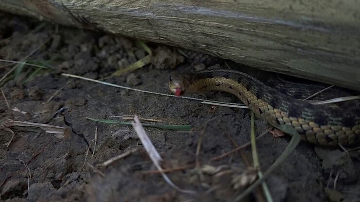 Northern Brown Snake Flicking Tongue Out While Hiding Under The Wood