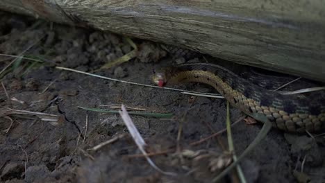 northern brown snake flicking tongue out while hiding under the wood