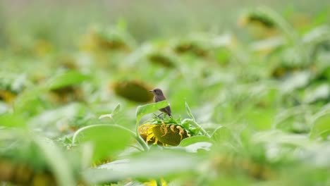 Seen-from-its-back-while-the-camera-zooms-out,-Pied-Bushchat-Saxicola-caprata,-Thailand