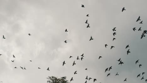 Zeitlupe-Von-Tauben,-Die-Zusammen-Gegen-Den-Dramatischen-Himmel-In-Der-Stadt-Fliegen