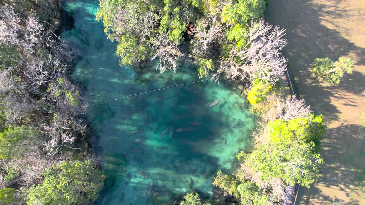 Vista aerea di un branco di lamantini in acque sorgive naturali e limpide