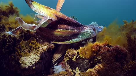 Giant-Australian-Cuttlefish-Sepia-apama-Migration-Whyalla-South-Australia-4k-slow-motion,-mating,-laying-eggs,-fighting,-aggregation,-underwater