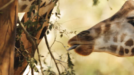 giraffes eating leaves in the african savanna