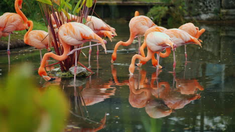 Flamingos-Fishing