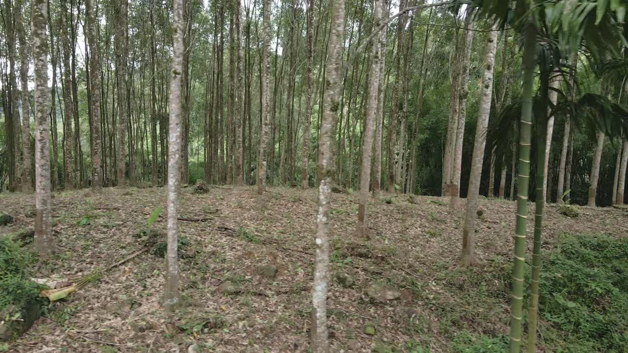 toma lateral de camiones de una plantación de árboles de caucho con árboles de caucho de látex en una granja de caucho en tailandia