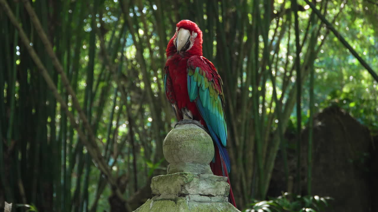 Ara rossa e verde o Ara aliverde appollaiata su un palo di pietra al Bali Safari and Marine Park a Siangan - ripresa in parallasse.