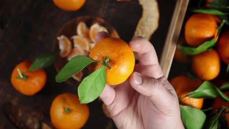 male hand holding a ripe mandarin with leaves.