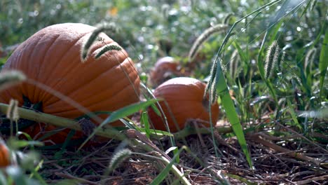 very slow dolly motion to the left of large pumpkins on their withering vines in a field backlit by the morning sun