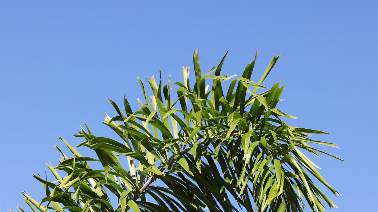 은 파란 하늘을 향해 움직이는 종려나무