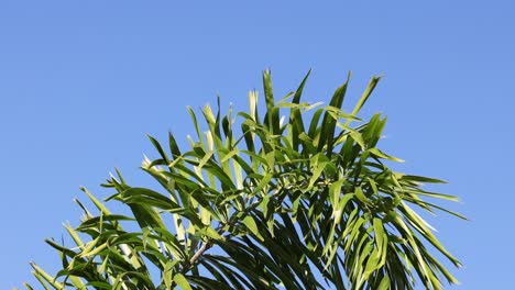 palm tree moving against clear blue sky