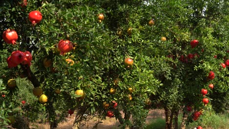 plantación de granados en la temporada de recolección